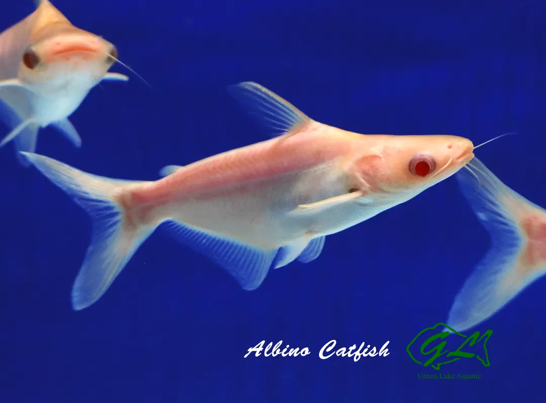 Albino Catfish 2 copy