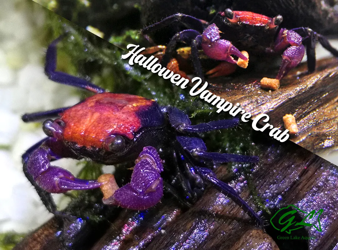Hallowen Vampire Crab copy 2