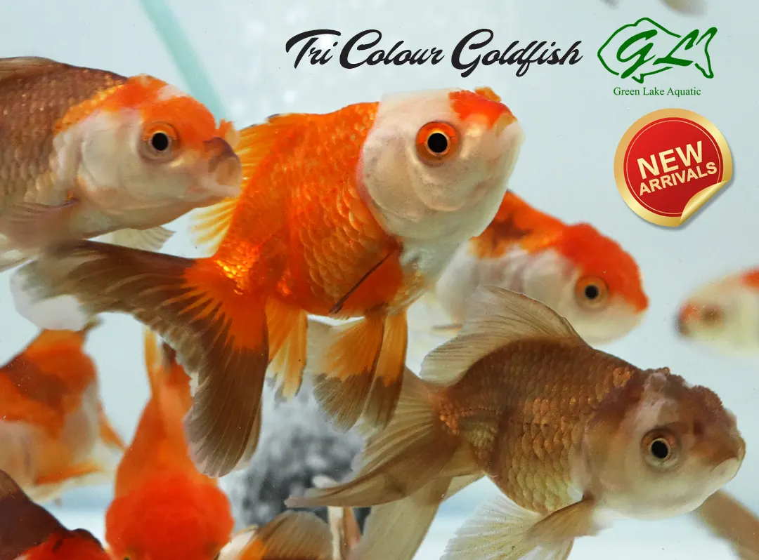 Tri Colour Goldfish 2 copy